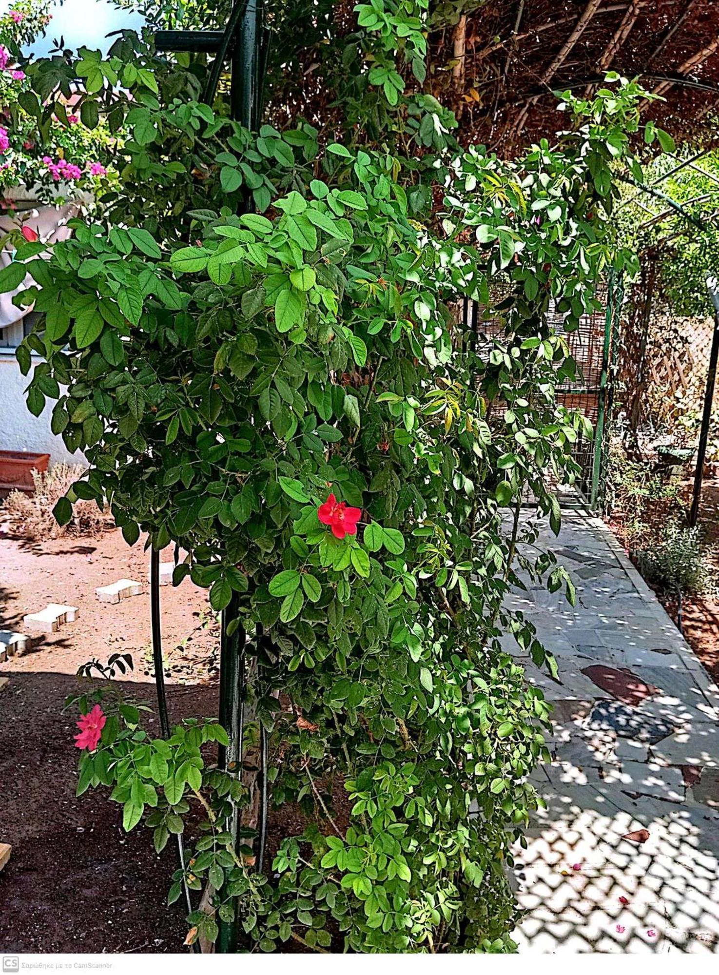 Vila Εξοχικό Maria Ambelakia Exteriér fotografie